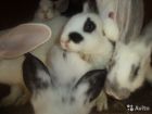 Продам красивых кроликов
