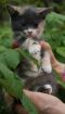 Невероятно красивая трехцветная девочка-котенок 1.5 мес в дар! в Санкт-Петербурге