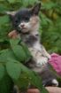 Невероятно красивая трехцветная девочка-котенок 1.5 мес в дар! в Санкт-Петербурге