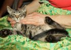 Два милых привитых котенка 3 месяца в дар с доставкой! в Санкт-Петербурге