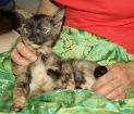 Два милых привитых котенка 3 месяца в дар с доставкой! в Санкт-Петербурге