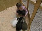 Нужна помощь спонсора детскому мини-зоопарку в подмосковье. в Москве
