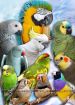 Приму в дар средних попугаев - в семью любящих птиц. в Москве