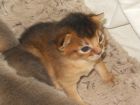 Абиссинские котята (red fox) в Рязани