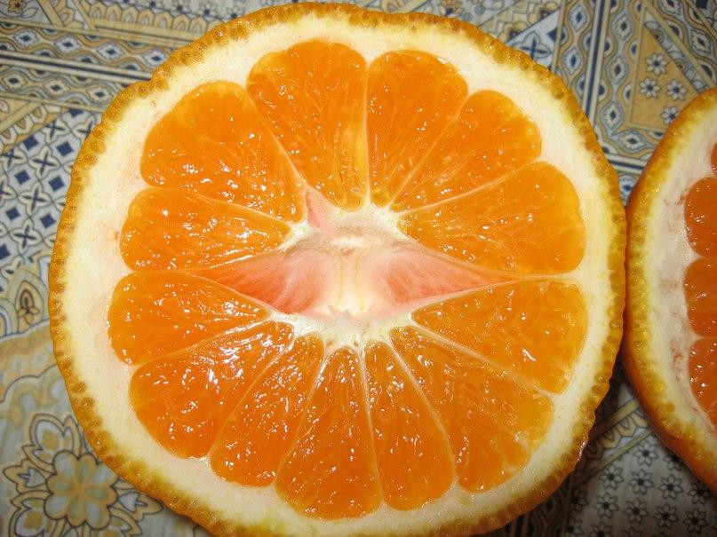 Мандарин оренбург. Абхазские мандарины. Испанский апельсин. Мандарины (Абхазия). Апельсины в Абхазии.