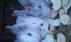 Продам кроликов в Йошкар-Оле