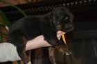 Продаются шикарные щенки тибетского мастифа в Пензе