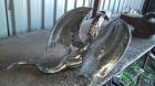 Дракон кованый из металла ручная работа 95000 руб в Москве