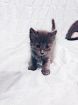 Маленькие котята от красавицы ищут дом! в Томске