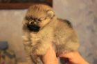 Миниатюрные щенки померанского шпица в Новосибирске