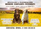 Щенки лабрадора в Архангельске