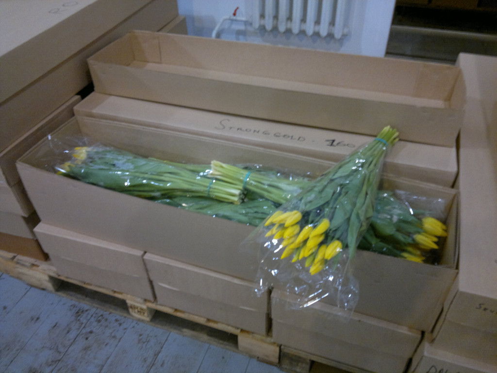 Как хранить тюльпаны перед продажей. Коробки для транспортировки цветов. Тюльпаны в ящике. Коробки для тюльпанов для перевозки. Упаковка тюльпанов в коробки.