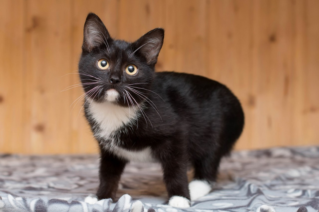 Белый галстук у черного кота 7 букв. Кот метис черный. Метис порода кошек. Бомбейская кошка с белой грудкой. Кот породы метис черный.