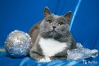 Голубая кошка мэри ищет хозяев в Москве