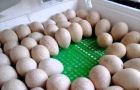 Индюки,индюшата,яйца инкубационные в Саратове