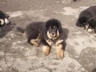 Прекрасные щенки тибетского мастифа в Москве
