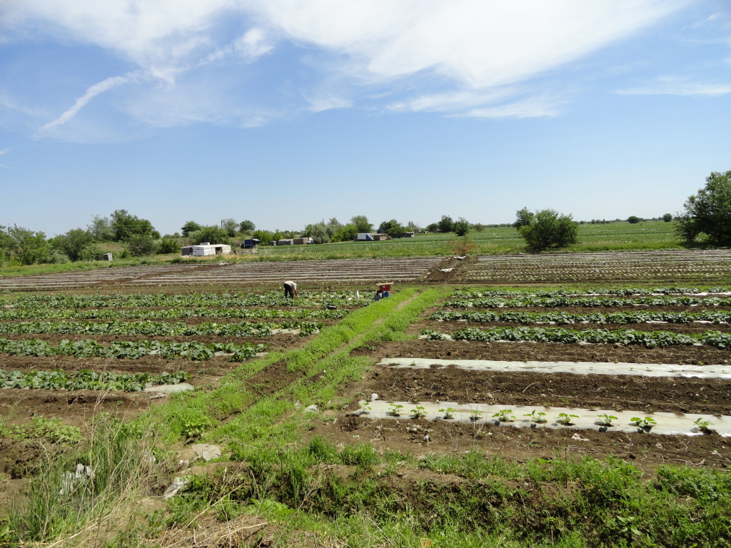 Купить Землю Сельхозназначения В Самарской Области Цена