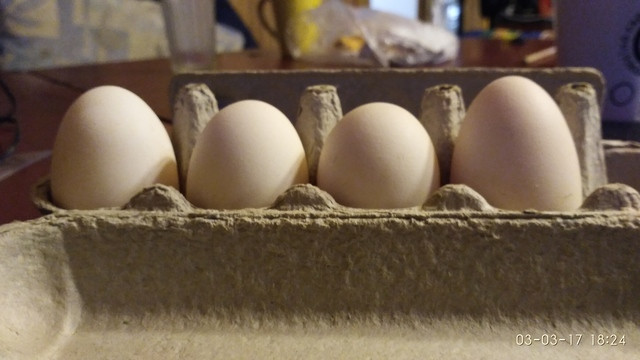 Яйца пушкинской породы. Пушкинские куры яйца. Пушкинская порода кур яйца. Инкубационное яйцо цыплята.