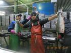 Обработчики рыбы камчатка, курилы, сахалин в Братске