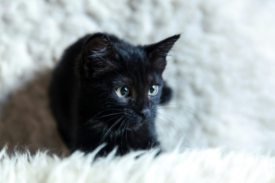 Черные котята в добрые