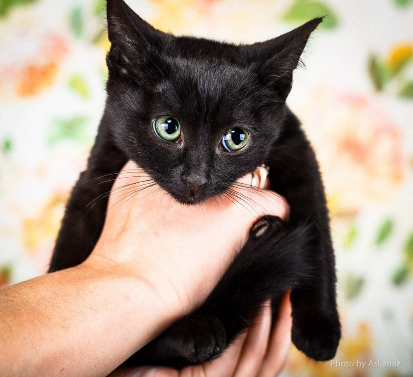 Муркис. Европейская черная котята. Чёрная кошка в шубке. Маленькая милая девочка черненькая. Кошка стройняшка.