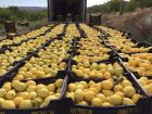 Лимоны из испании в Кирове