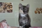 Котенок ищет заботливых хозяев! в Пензе