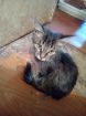 Шикарные котята ищут дом в Томске