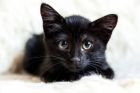 Черный котенок брауни ищет дом в Москве