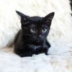 Черный котенок брауни ищет дом в Москве