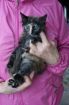 Пять необыкновенных пушистых котят 1.5 месяца в дар с доставкой! в Санкт-Петербурге