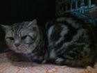 Вязка с мраморным котом в Костроме