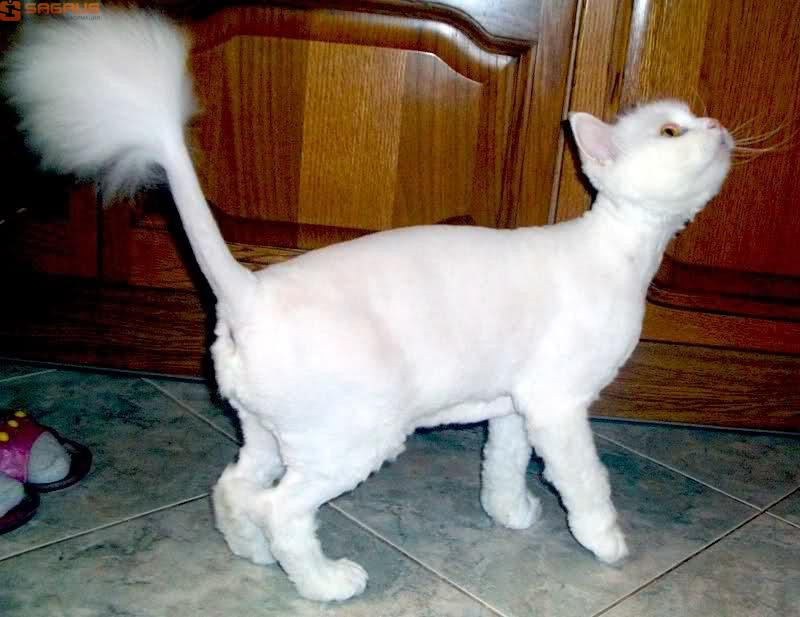 Стриженый или стриженный. Груминг турецкой ангоры. Стриженный ангорский кот. Турецкая ангора кот со стрижкой. Подстриженный белый кот.