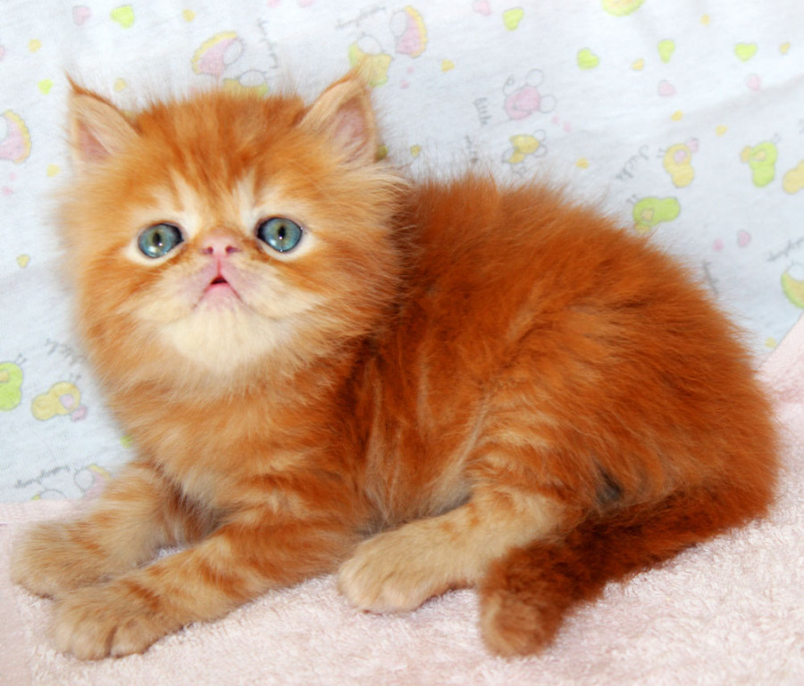Кошки купить в московском. Экзот красный мрамор. Рыжий котёнок порода перс. Длинношёрстная Персидская кошка рыжий. Рыжий персидский котенок.