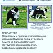 Продам собак якутской лайки и азиатской овчарки в Уссурийске