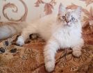 Невские маскарадные котята подрощенные в Москве