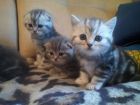 Кот на вязку 1500 котята от 2000 в Костроме