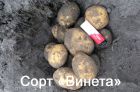 Качественный картофель оптом в Москве