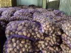 Картофель опт урожай 2017 в Тамбове