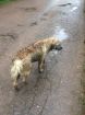 Красавец пёс тишка ищет передержку или дом! в Москве