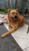 Найдена собака "ищу старых или новых хозяев" в Екатеринбурге