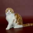 Шотландский вислоухий котенок