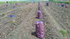 Фермерское хозяйство в краснодарском крае реализует картофель оптом. в Краснодаре