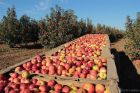 Сад реализует яблоко оптом собственного производства, большой выбор сортов. в Краснодаре
