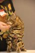 Вязка с шикарным бенгальским котом в Красноярске