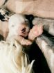 Продаю щенков китайской хохлатой собаки(пуховки) в Архангельске