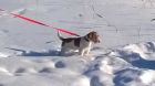 Продаю щенка длинношерстного(брокен) джек рассел терьера в Нижнем Новгороде