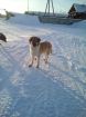 Рыжий щенок ищет дом в Томске