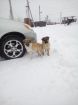 Рыжий щенок ищет дом в Томске