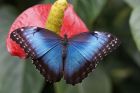 Яркие живые бабочки изпакистана в Краснодаре